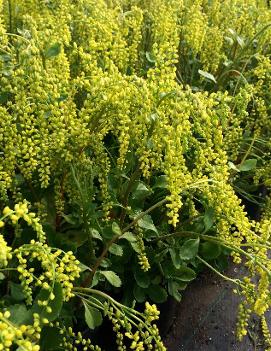 Chiastophyllum oppositifolium 'Solar Yellow'