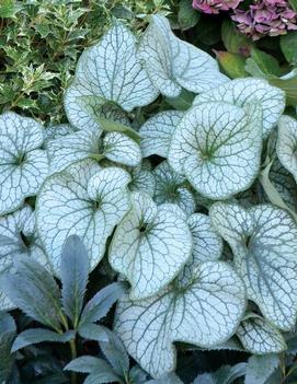 Brunnera macrophylla 'Alexander's Great' (PP25789, COPF)