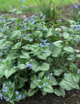 Brunnera macrophylla 'Sea Heart' (PP24684)