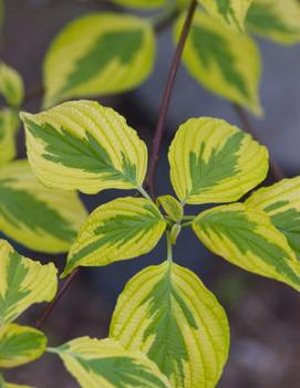 Cornus alternifolia Golden Shadows® ('W. Stackman') (PP11287)