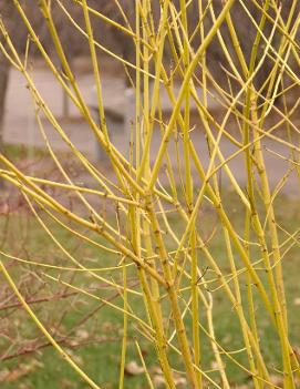 Cornus sericea 'Flaviramea'