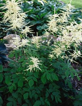 Aruncus dioicus