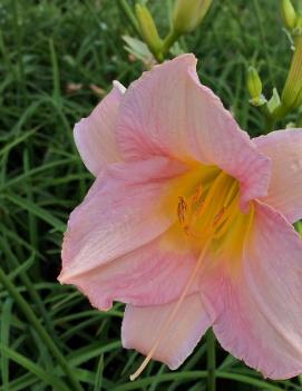 Hemerocallis 'Catherine Woodbury'