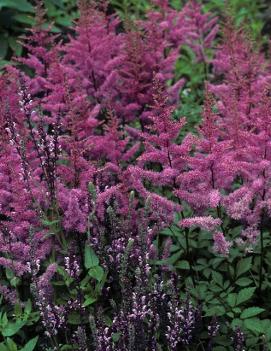 Astilbe arendsii 'Amethyst'