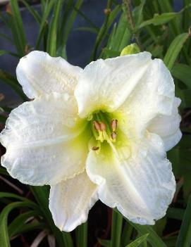 Hemerocallis 'Gentle Shepherd'