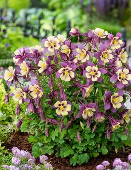 Aquilegia x 'Earlybird™ Purple and Yellow'