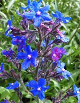 Anchusa azurea 'Loddon Royalist'