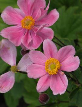 Anemone hupehensis Prince Henry ('Prinz Heinrich')