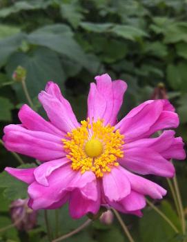 Anemone x hybrida 'Party Dress' (PP13844)