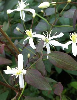 Clematis recta 'Purpurea'