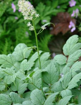 Actaea pachypoda 'Misty Blue'