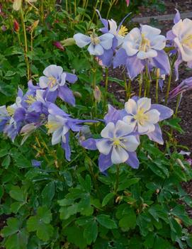 Aquilegia x 'Blue Bird'