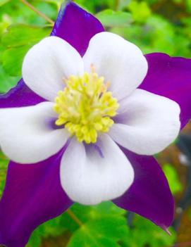 Aquilegia x 'Violet & White'