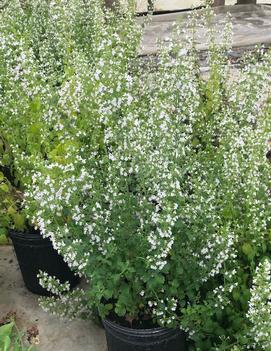 Calamintha nepeta ssp. glandulosa 'White Cloud'