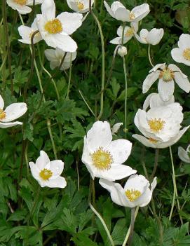 Anemone sylvestris