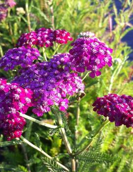 Achillea millefolium Cerise Queen ('Kirschkonigin')