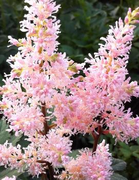 Astilbe japonica 'Peach Blossom'