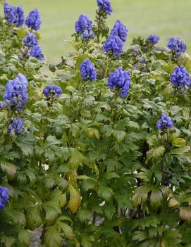 Aconitum fischeri