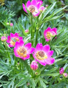 Anemone multifida 'Rubra'