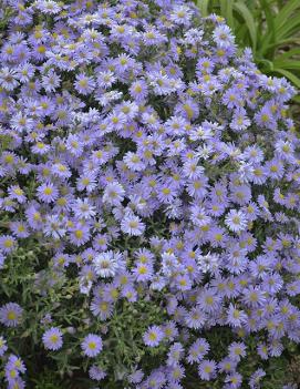 Aster x KICKIN® Lavender ('06-51-1')