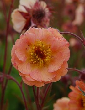 Geum 'Mai Tai'