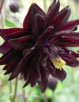 Aquilegia vulgaris 'Black Barlow'