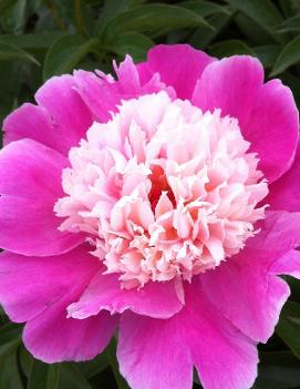 Paeonia 'Cora Stubbs'