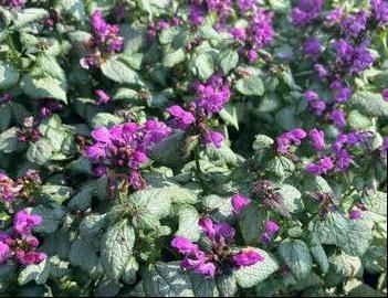 Lamium maculatum 'Ghost'