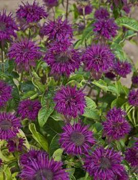 Monarda didyma 'Purple Rooster'