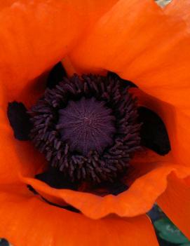 Papaver orientale 'Allegro'