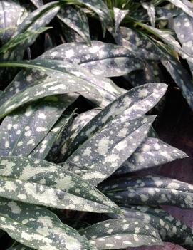 Pulmonaria longifolia spp. cevennensis