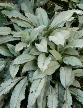 Pulmonaria x 'Majeste'