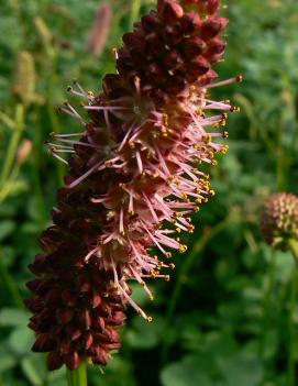 Sanguisorba menziessii