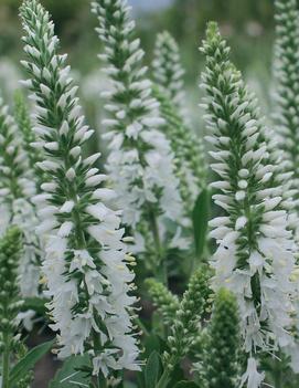 Veronica spicata Younique Baby White ('Versbabywhite')