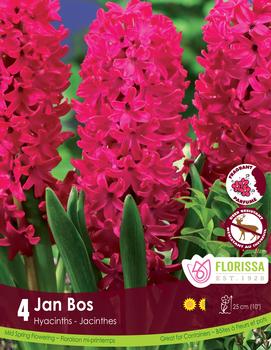 Hyacinth 'Jan Bos'