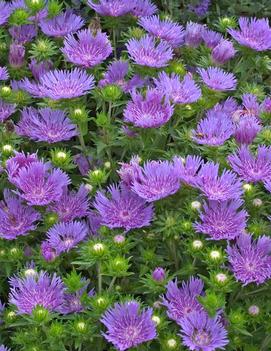 Stokesia laevis 'Peachie's Pick'