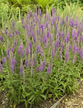 Veronica longifolia 'Eveline' (PP14888, CPBR2404)