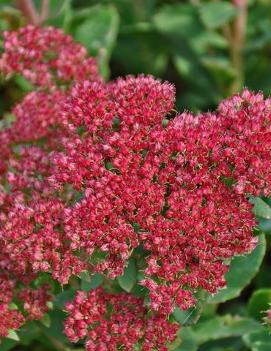 Sedum telephium 'Munstead Dark Red'