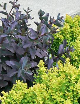 Sedum x 'Purple Emperor'