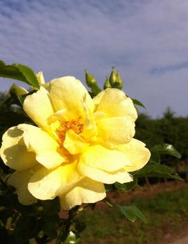 Rosa Flower Carpet® Yellow ('NOAlesa') (PP13869, CPBR1915)
