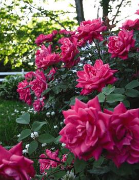 Rosa Knock Out® Double Pink ('RADtkopink') (PP18507, CPBR3757)