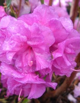 Rhododendron 'April Rose'