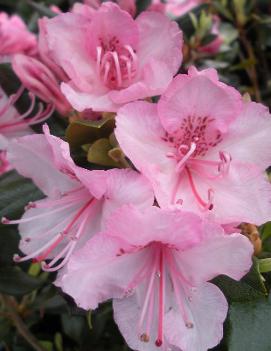 Rhododendron 'Bubblegum'