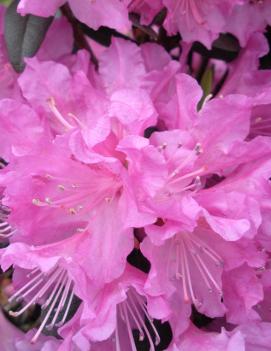Rhododendron 'Checkmate'