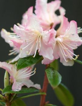 Rhododendron 'Mary Fleming'