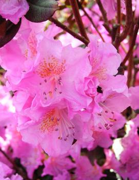 Rhododendron 'Midnight Ruby'