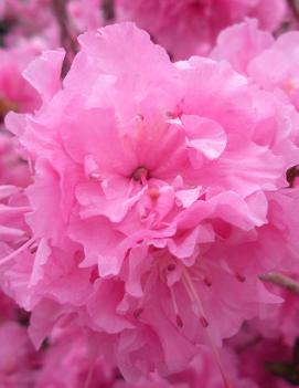 Rhododendron 'Weston's Pink Diamond'