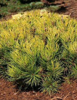 Pinus mugo 'Aurea'