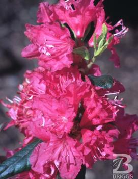 Rhododendron 'Landmark'