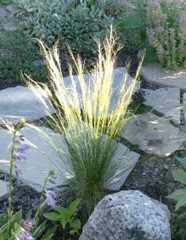 Stipa tenuissima